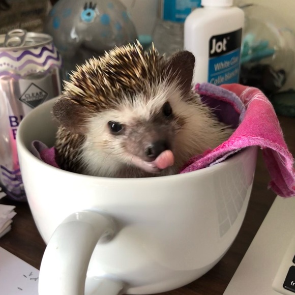 Meet your Posher, April - Picture 11 of 15